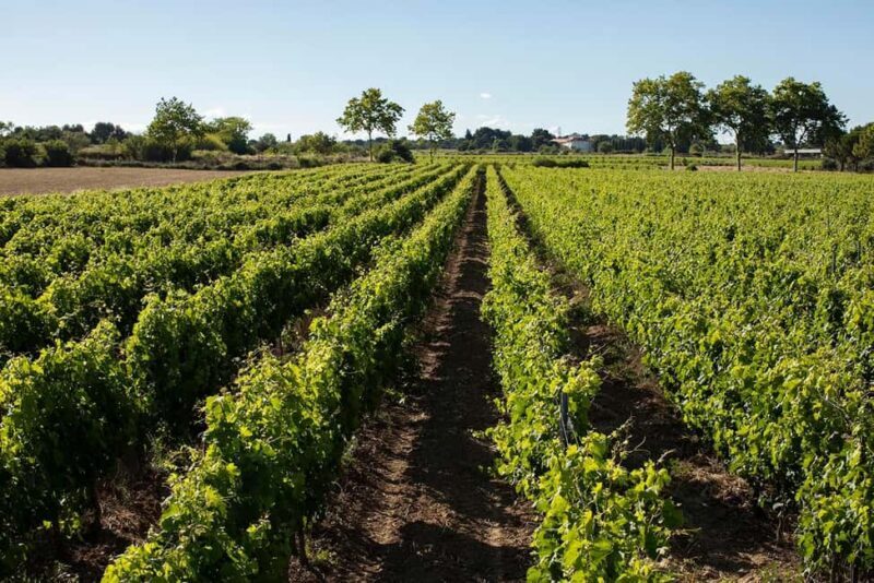 Mèze: Domaine Saint André Vineyard Guided Tour with Tasting - Why This Tour Stands Out