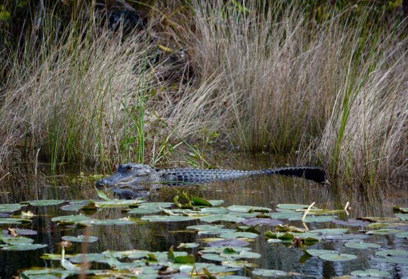 Miami: 1 Hour Everglades River of Grass Small Airboat Tour - An Authentic Glimpse into the Everglades