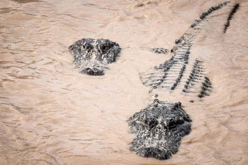 Miami: Alligator Spotting Airboat and Wildlife Reserve - A Deep Dive into the Experience