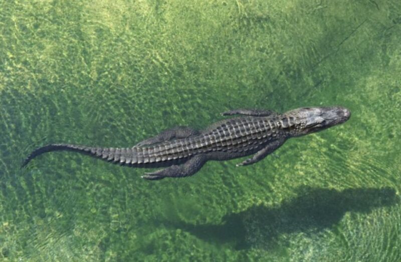Miami: City Tour with Optional Cruise and Everglades Entry - The Practicalities