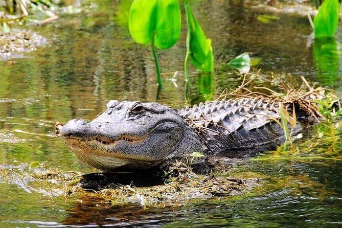 Miami Combo Tour (Everglades Tour + Boat Tour) - An In-Depth Look at the Miami Combo Tour
