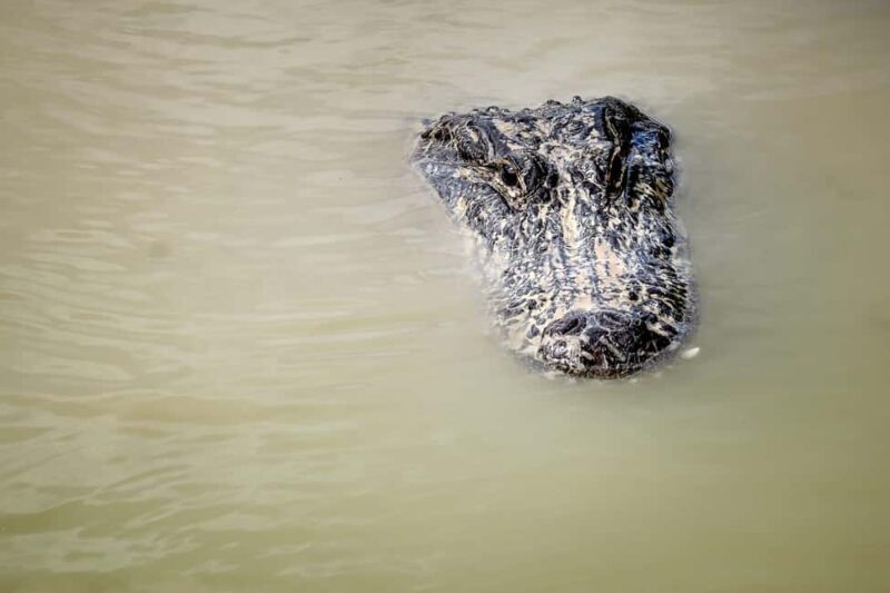 Miami: Everglades Airboat Alligator Tour with Transfer - FAQ