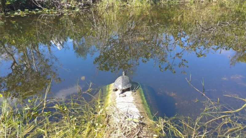 Miami: Everglades Airboat Ride and Tram Tour - FAQs