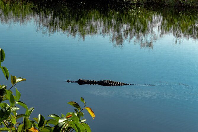 MIAMI: Everglades Airboat, Wildlife Gator Show and Photo - Who Should Consider This Tour?