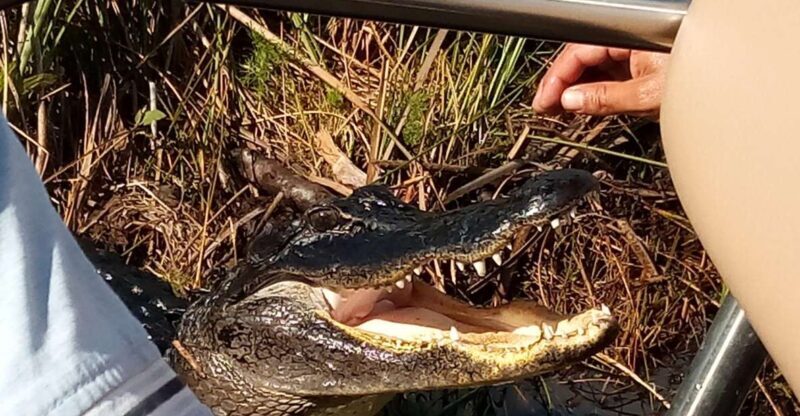 Miami: Everglades Full-Day Tour with 2 Boat Trips and Lunch - Nature Walks and Ecosystem Insights