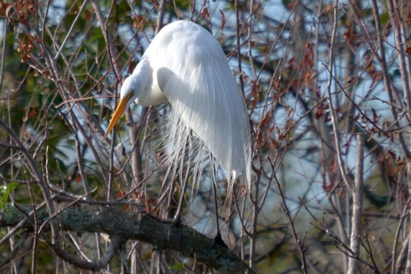 Miami: Everglades Full-Day Tour with 2 Boat Trips and Lunch - Dining and Amenities