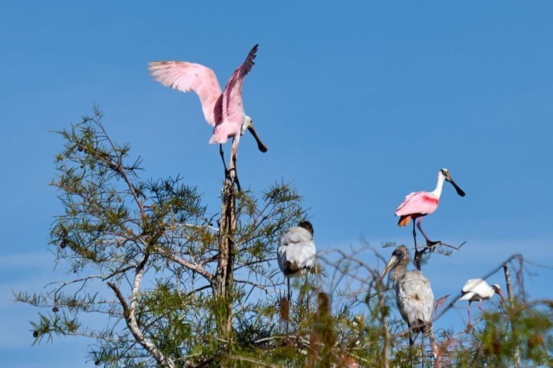 Miami: Everglades Full-Day Tour with 2 Boat Trips and Lunch - FAQ
