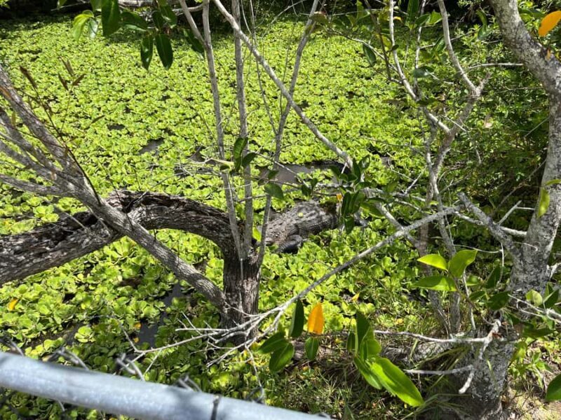 Miami: Everglades Small Group Tour in French - A Detailed Look at the Everglades Tour