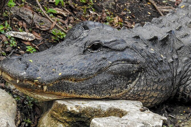 Miami Full Day Self-Guided Sightseeing Tour w/ Cruise and Everglades Airboat - Is This Tour Right for You?