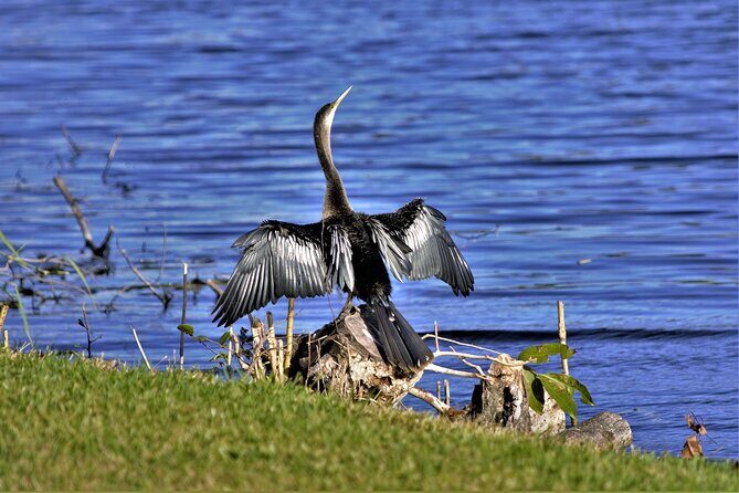 Miami Full Day Self-Guided Sightseeing Tour w/ Cruise and Everglades Airboat - The Sum Up