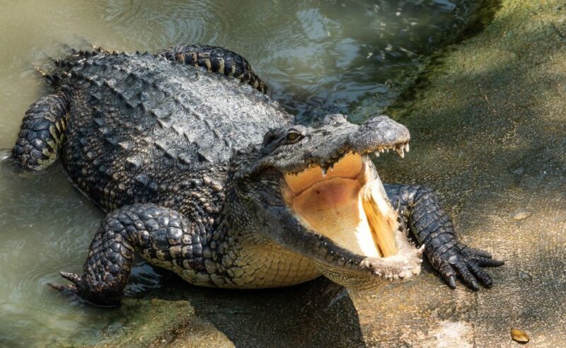 Miami: Half-Day Everglades Tour in French - FAQ