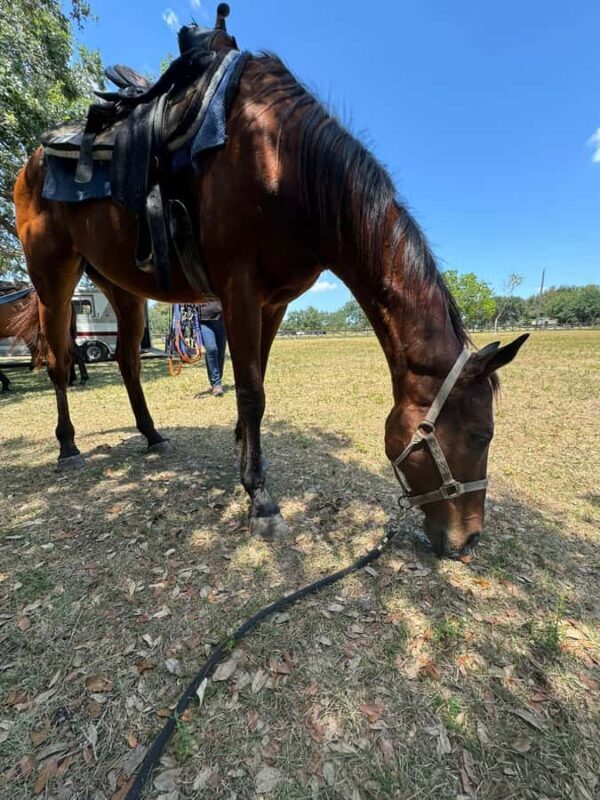 Miami: Horseback Riding in South Beach - A Practical Look at the Horseback Riding Experience