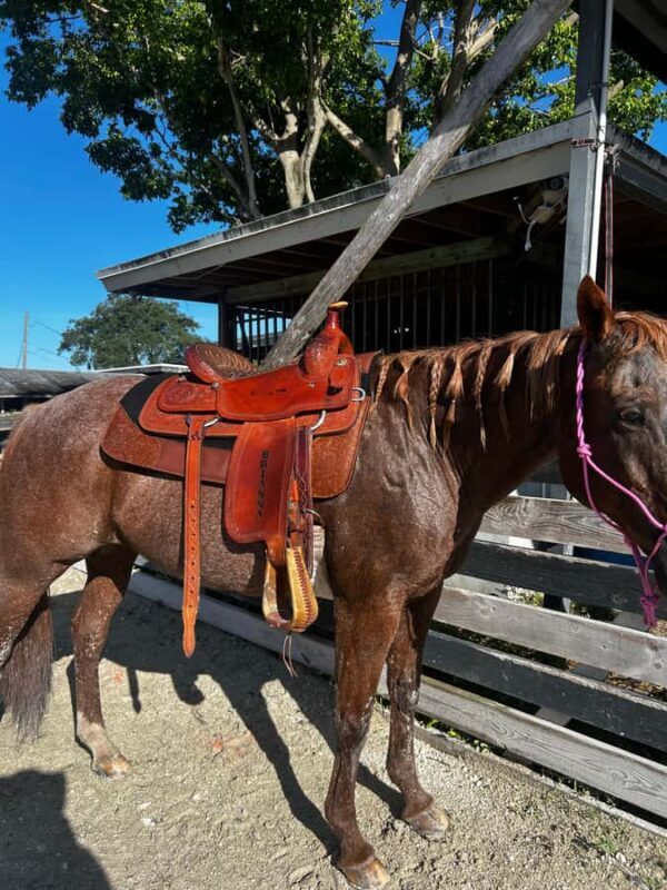 Miami: Horseback Riding Tour with Instructor - Key Points