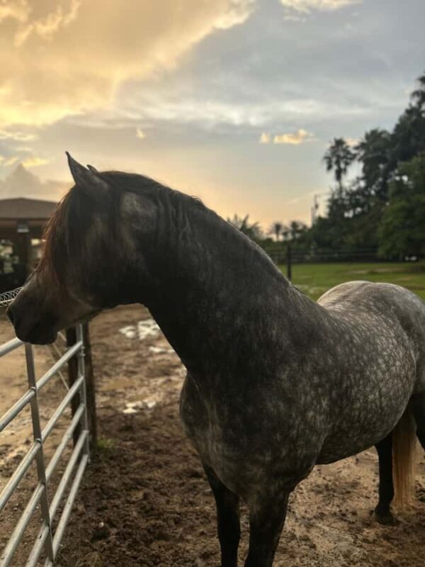 Miami: Horseback Riding Tour with Instructor - Practical Tips for Visitors