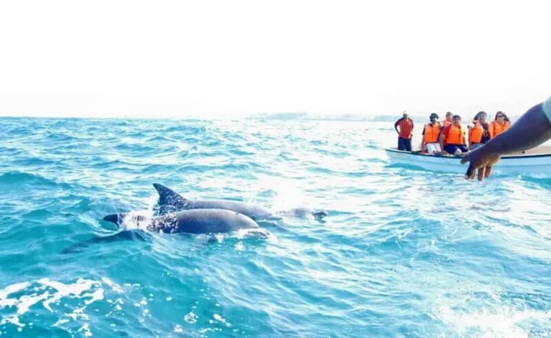 Miami: Key West Day Trip with Dolphin Spotting or Snorkeling - FAQ: Common Questions about the Miami: Key West Day Trip