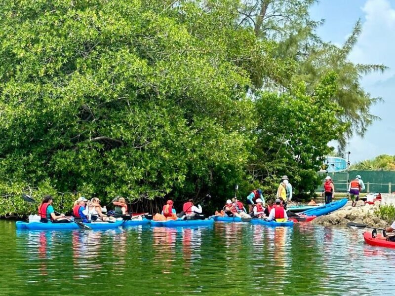Miami: Manatee Season Paddleboard or Kayak Tour - Authentic Experiences and Real Feedback