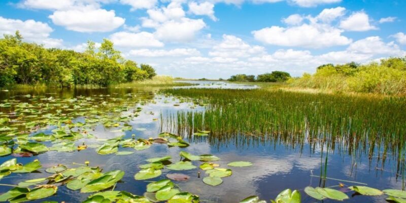 Miami Premium Everglades Driving Tour with Airboat Ride - Who Is This Tour Best For?