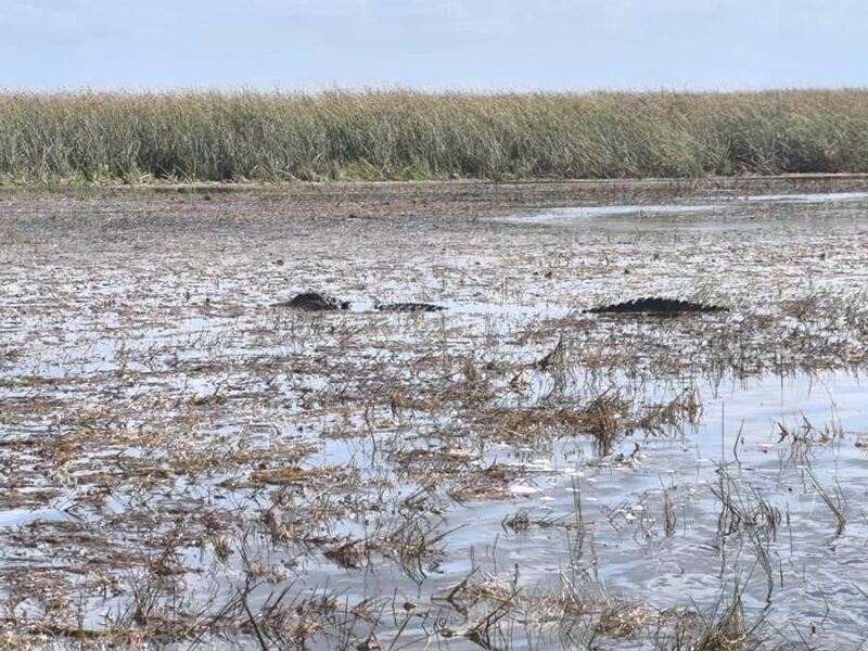 Miami: Private Everglades Tour in French in a Convertible Mustang - In The Sum Up