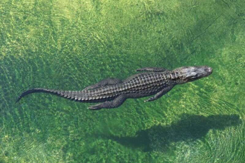 Miami: Small Group Tour w/Everglades, Little Havana & Cruise - Key Points