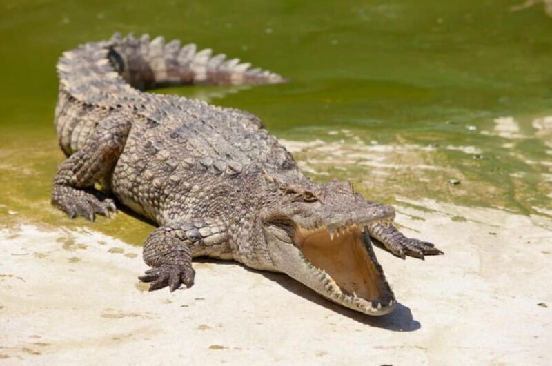 Miami: Triple combo Everglades, City & Cruise tour (2 days) - What Makes This Tour Stand Out?