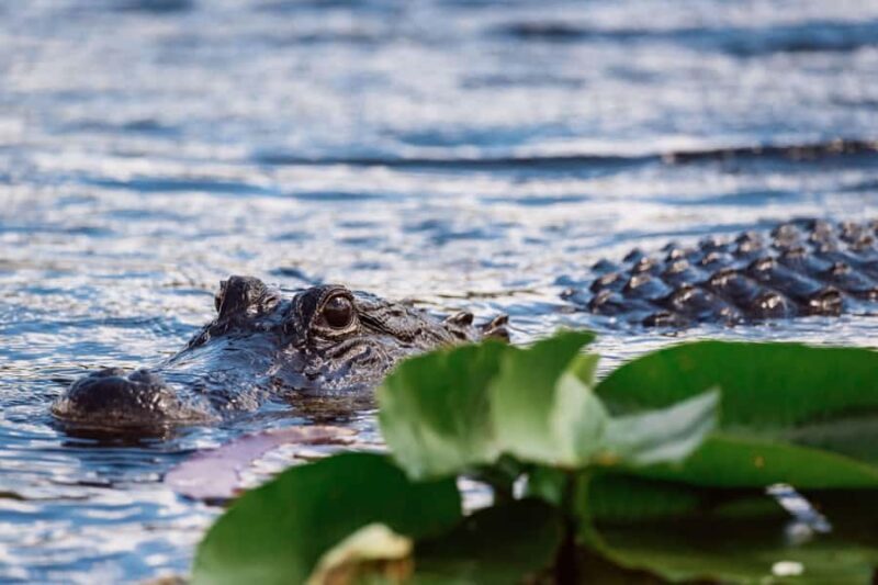 Miami: Wild Everglades Airboat Ride and Gator Encounters - The Sum Up