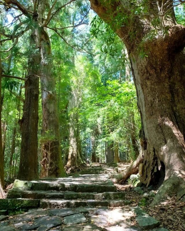 Michelin Kumano Kodo Pilgrimage & Nachi Falls Day Tour from Nagoya - Is this the right Kumano Kodo day trip for you?