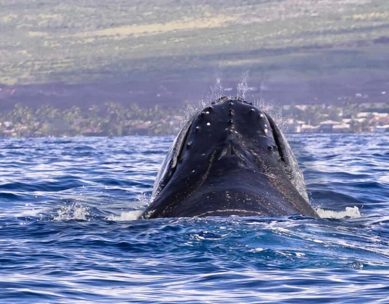 Miches: Half Day Whale Watching Catamaran Tour with Snacks - The Location and Its Charm