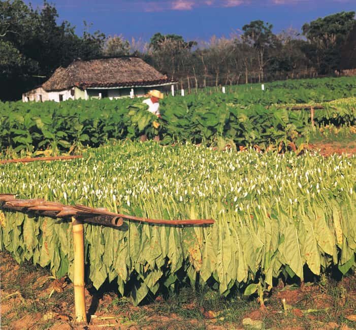 Miches: Montaña Redonda, Limón Lagoon and Casa del Coco Tour - Key Points