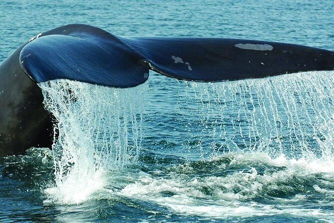 Miches or Sabana de la mar Whale Watching Tour - Key Points