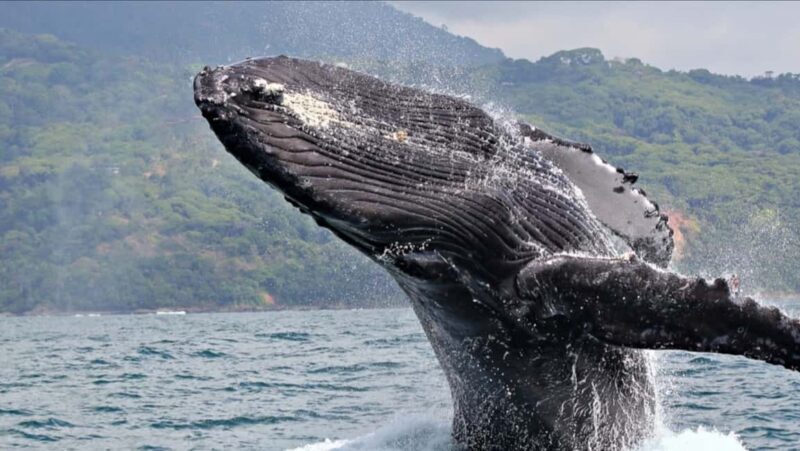 Miches : Private Whale Watching Samana bay - Authentic Encounters & Guide Knowledge