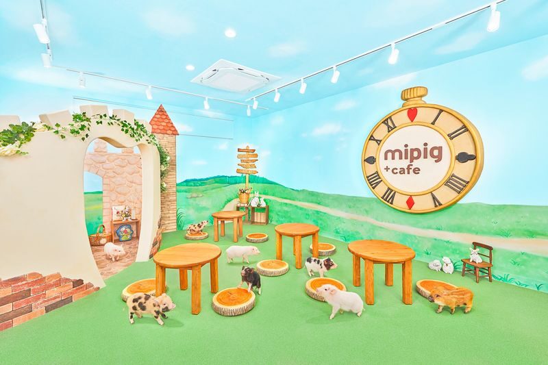 Micro Pig Cafe Experience in Fukuoka Tenjin - Key points before you book