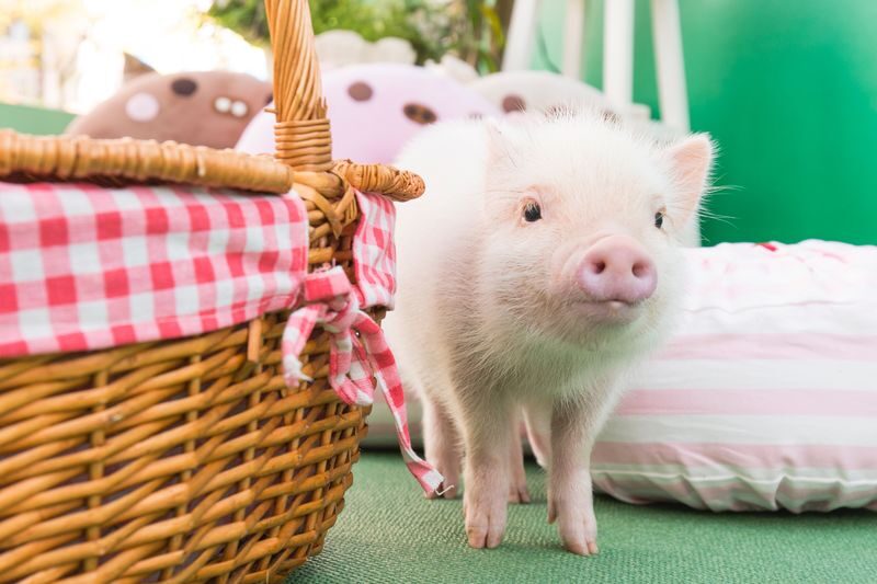 Micro Pig Cafe Experience in Fukuoka Tenjin - Cute, cuddly, and not always quiet