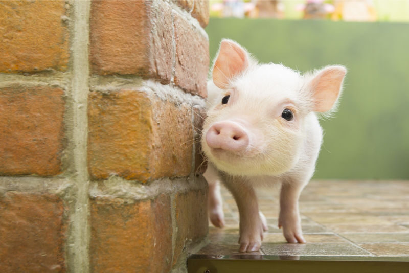 Micro Pig Cafe Experience in Harajuku - How the private-room option works