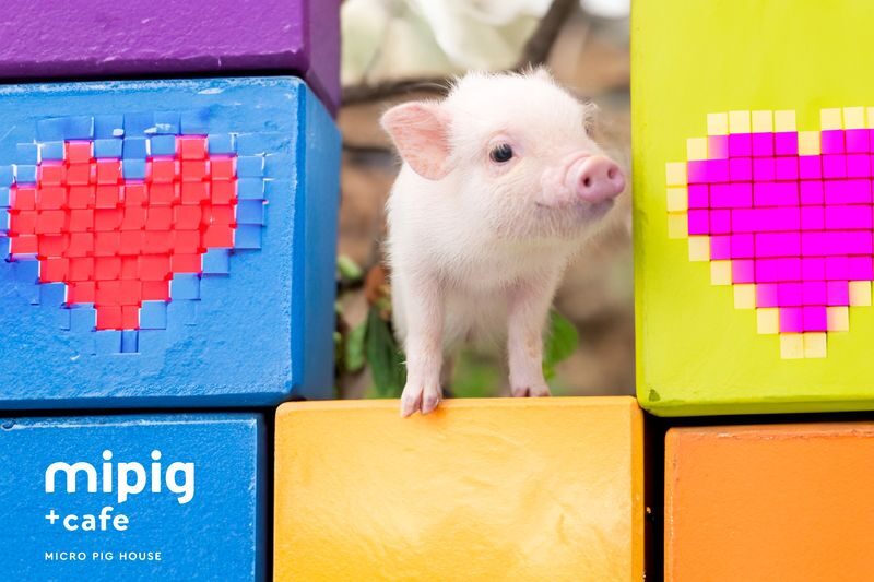 Micro Pig Cafe Experience in Ikebukuro Tokyo - What to know before you book