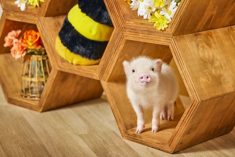Micro Pig Cafe Experience in Ikebukuro Tokyo - Drinks, the donut and the postcard