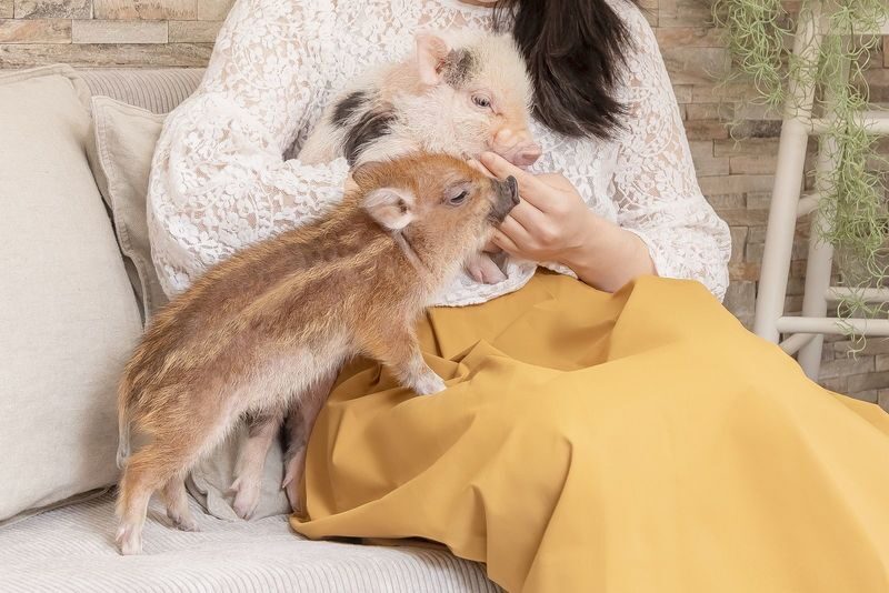 Micro Pig Cafe Experience in Ikebukuro Tokyo - What the experience feels like, and what can go wrong