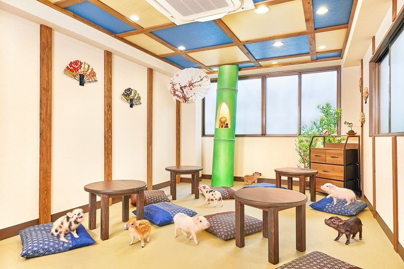 Micro Pig Cafe Experience in Kyoto - At a Glance: The Pig-Cuddle Session