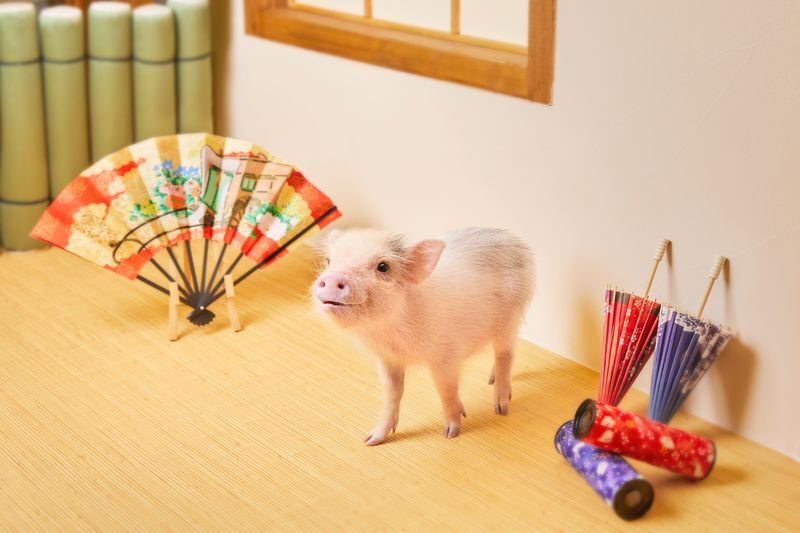 Micro Pig Cafe Experience in Kyoto - The Schedule: Check In, Settle Down, and Spend an Hour