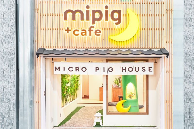 Micro Pig Cafe Experience in Kyoto - What the Price Covers, and What It Does Not