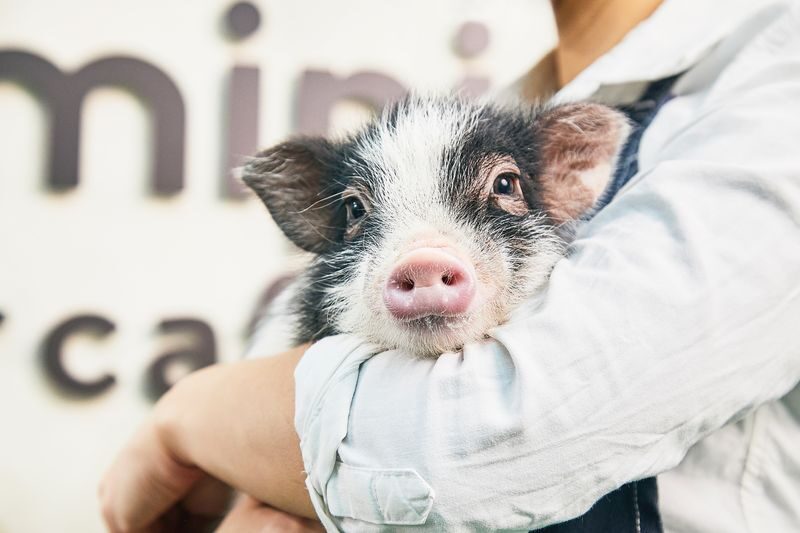 Micro Pig Cafe Experience in Kyoto - Practical Details Before You Book