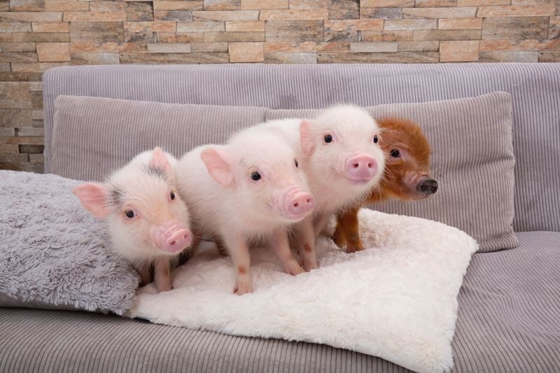 Micro Pig Cafe Experience in Meguro Tokyo - A quiet hour with pigs in Meguro