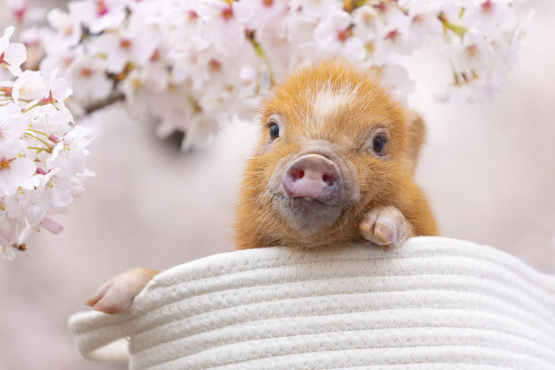 Micro Pig Cafe Experience in Meguro Tokyo - What happens during your booked hour
