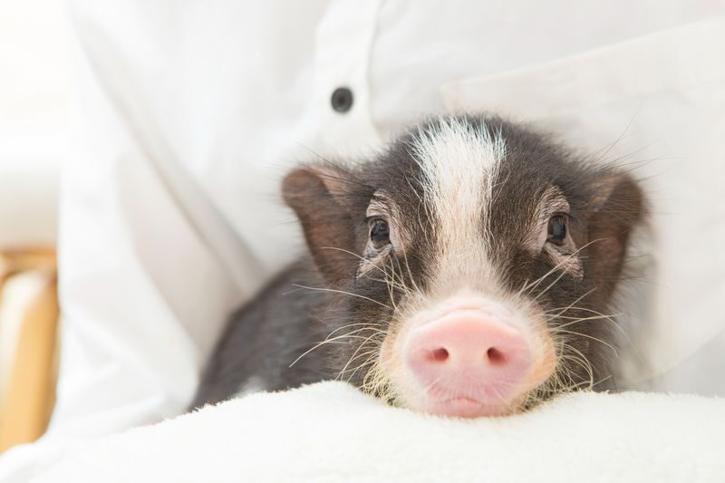 Micro Pig Cafe Experience in Meguro Tokyo - Is $20.85 a fair price?