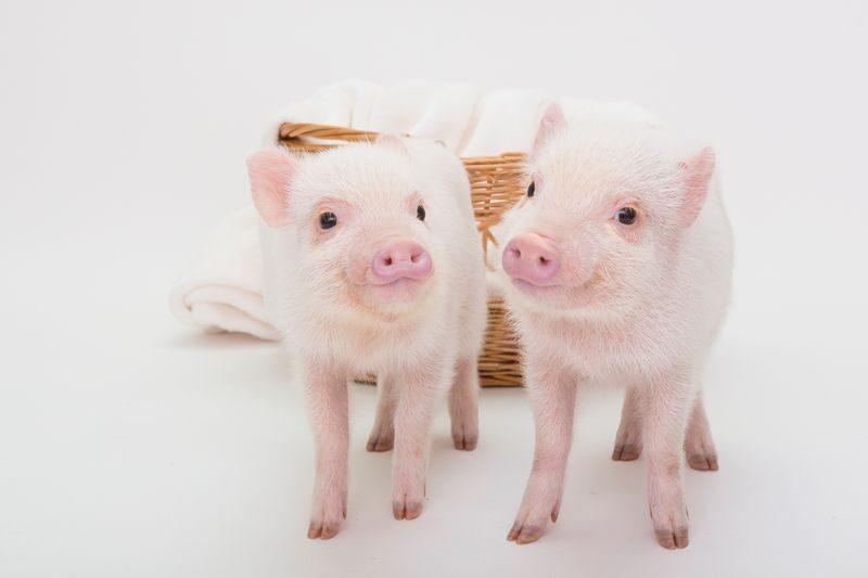 Micro Pig Cafe Experience in Meguro Tokyo - Who will enjoy mipig Cafe Meguro?