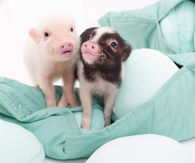 Micro Pig Cafe Experience in Nagoya - What to know before you book