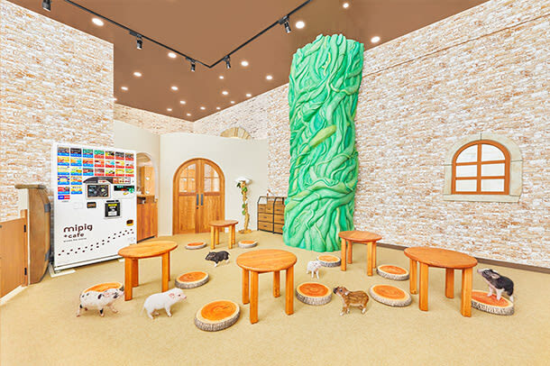 Micro Pig Cafe Experience in Nagoya - One hour with the pigs