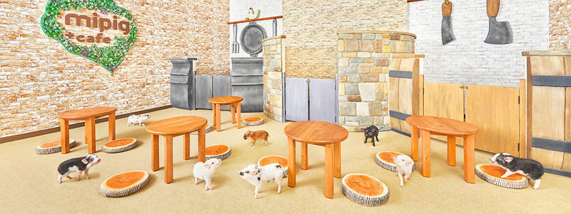 Micro Pig Cafe Experience in Nagoya - Photos, drinks, and small practical details