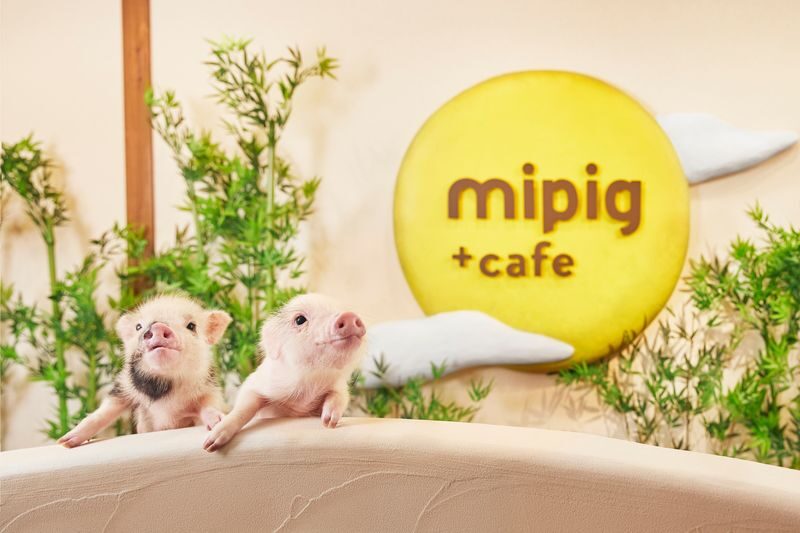 Micro Pig Cafe Experience in Osaka - At a glance: lap cuddles, self-serve drinks and a one-hour visit