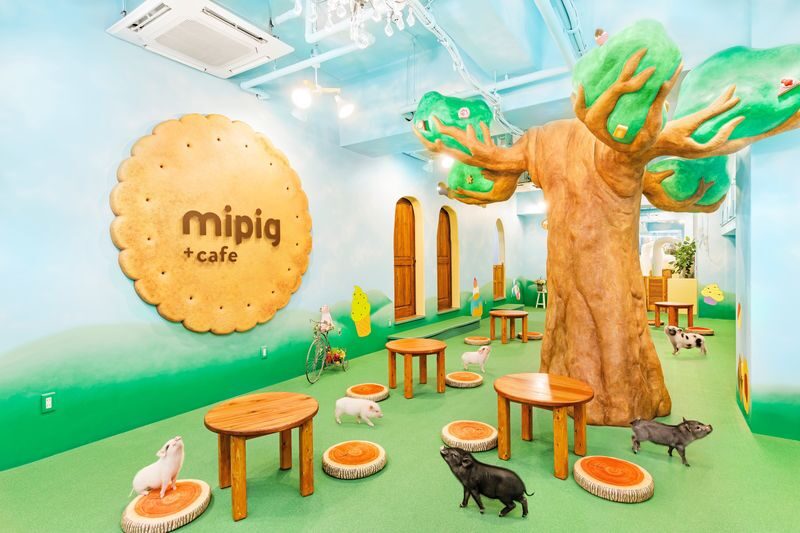 Micro Pig Cafe Experience in Osaka - What the hour feels like, from arrival to departure