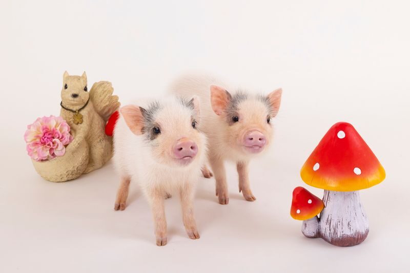 Micro Pig Cafe Experience in Osaka - Price and value: paying for animal contact, not a café meal
